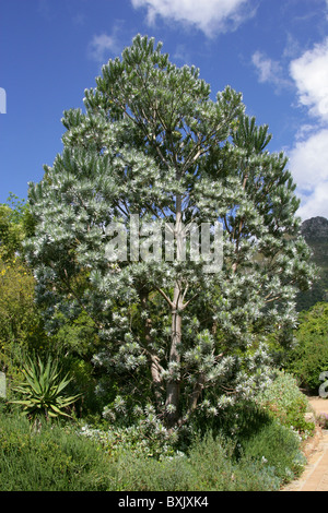 Silver Tree (Male), Leucadendron argenteum, Proteaceae. Protea family. Aka Silwerboom and Wittebom in Africaans. Stock Photo