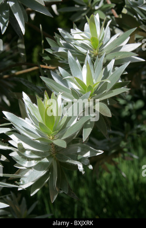 Silver Tree (Male), Leucadendron argenteum, Proteaceae. Protea family. Aka Silwerboom and Wittebom in Africaans. Stock Photo