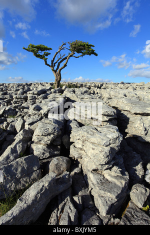 A lone tree on Twisleton Scar in the Yorkshire Dales National Park Stock Photo