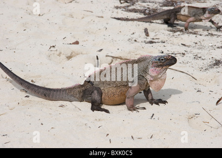 Allen's Cay iguana, Cyclura cychlura inornata, Endangered Species, Exuma Islands, Bahamas Stock Photo