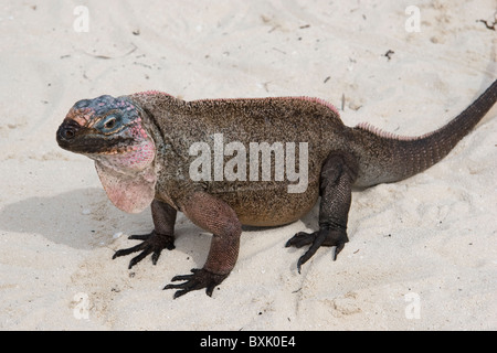 Allen's Cay iguana, Cyclura cychlura inornata, Endangered Species, Exuma Islands, Bahamas Stock Photo