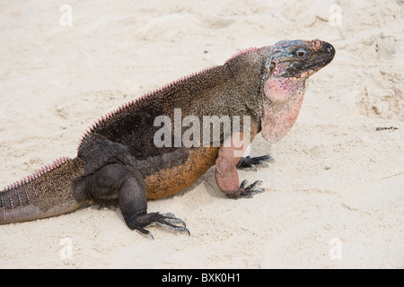 Allen's Cay iguana, Cyclura cychlura inornata, Endangered Species, Exuma Islands, Bahamas Stock Photo