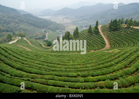 Boseong green tea plantation, South Korea Stock Photo