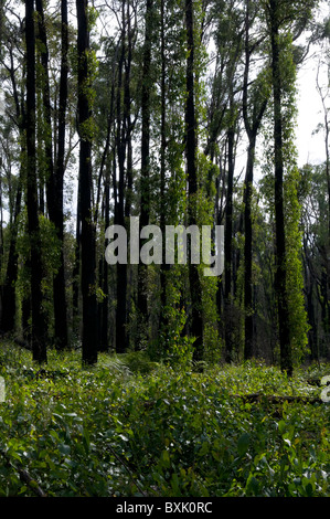 Fire damaged trees and bush showing regrowth a year after a bushfire Stock Photo