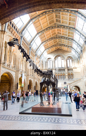 Diplodocus dinosaur at the Natural History Museum, London, England, Britain, UK Stock Photo