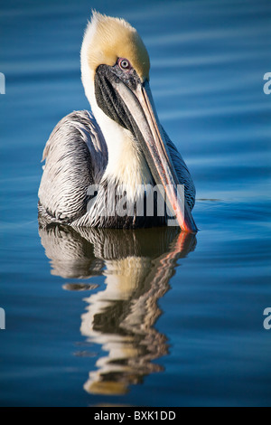 Brown Pelican floating in tropical blue water in afternoon sun Stock Photo