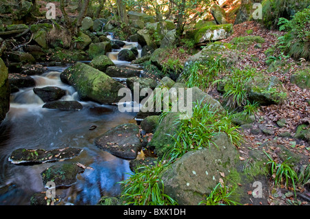 Burbage Brook flowing through Padley Gorge in early Autumn, Peak District Stock Photo