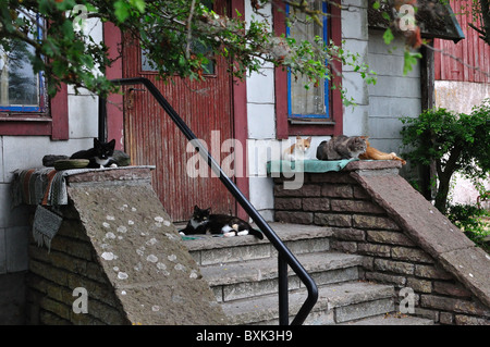 Several cats laying around an entrance to a old house. Stock Photo