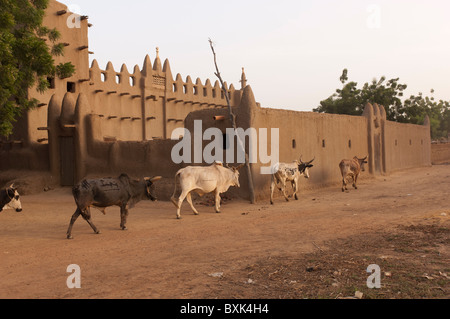 Cows passing the mud built mosque in the village of Saye. Segou Region, Mali. Stock Photo