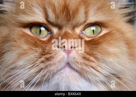 Close up of ginger Persian cat face only Stock Photo