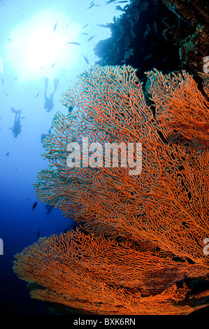 Scuba Divers pass by a coral reef Fan coral in the foreground photographed at Ras Mohammed National Park, Red Sea, Sinai, Egypt, Stock Photo