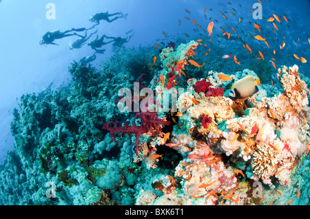 Scuba Divers pass by a coral reef photographed at Ras Mohammed National Park, Red Sea, Sinai, Egypt, Stock Photo