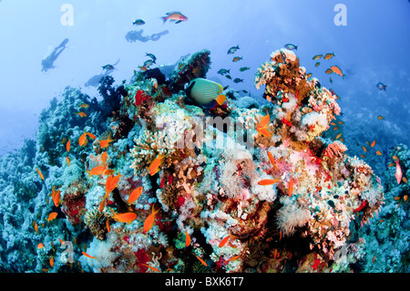 Scuba Divers pass by a coral reef photographed at Ras Mohammed National Park, Red Sea, Sinai, Egypt, Stock Photo