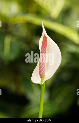 white peace lily, Spathiphyllum species.