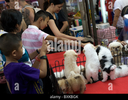 Divisoria dog for store sale