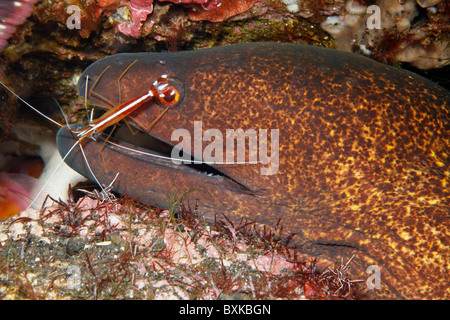 Yellowmargin, or Yellow-Margined Moray Eel, Gymnothorax flavimarginatus, being cleaned by a Cleaner Shrimp, Lysmata amboinensis. Stock Photo