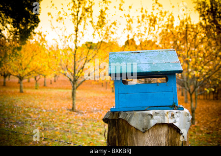 A rustic blue letterbox with a bright orange orchard behind it Stock Photo