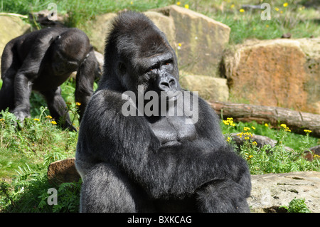 Male gorilla is the Boss in his group Stock Photo