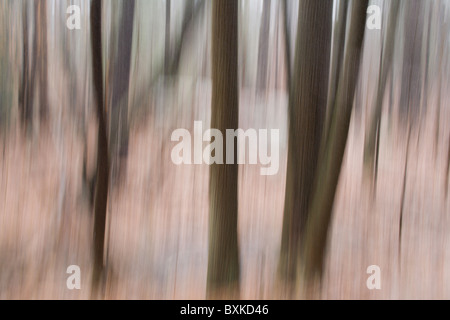 Woods in the rain have been blurred by a  vertical movement of the camera at the time of capture Stock Photo