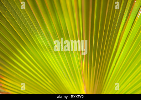 Fan Palm, Baja California Sur, Mexico Stock Photo