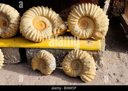 Fossils (fake) for sale, Tizi-n-Test pass Stock Photo