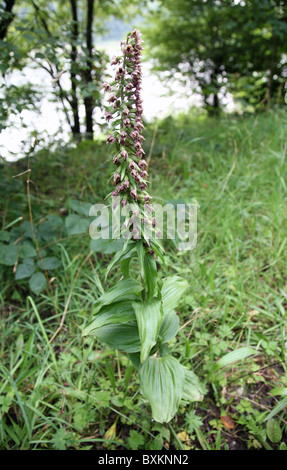 A Broad-leaved Helleborine (Epipactis helleborine) plant just coming into flower Stock Photo