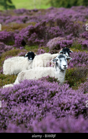 Swaledale sheep on Heather moor. Lancashire. Stock Photo