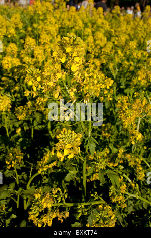 Paris, France,  Garden Event, Farmer's Event, Detail, Rapeseed Canola Plant, Flowers , Biofuel Stock Photo