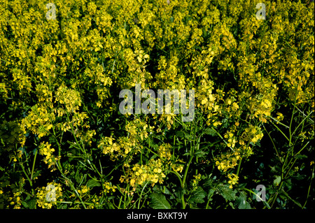 Paris, France, Garden Event, Farmer's Event; Detail canola Rapeseed Plant , Biofuel Stock Photo