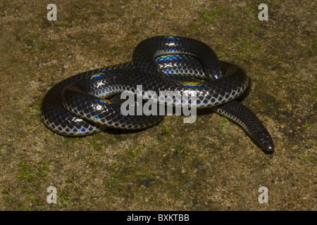 Pied Bellied Shieldtail (melanophidium punctatum) Stock Photo