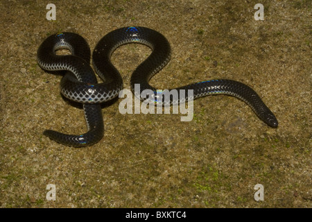 Pied Bellied Shieldtail (melanophidium punctatum) Stock Photo