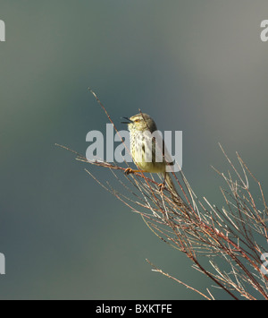 Juvenile Karoo Prinia (Prinia Maculosa), Kirstenbosch Botanical Gardens, Cape Town, South Africa Stock Photo