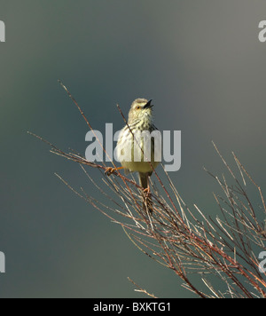 Juvenile Karoo Prinia Prinia Maculosa Kirstenbosch Botanical Gardens Cape Town South Africa Stock Photo