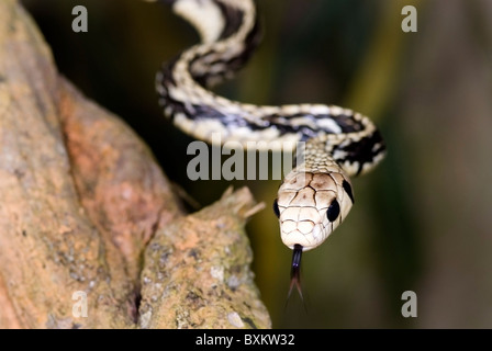 Tiger Rat snake 'Spilotes pullatus' from Costa Rica Stock Photo