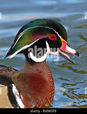 A Wood Duck drake calling. Stock Photo
