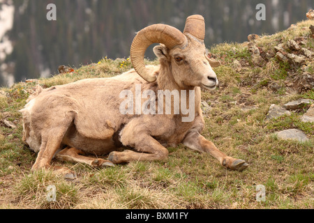 A Bighorn Ram resting with legs akimbo. Stock Photo