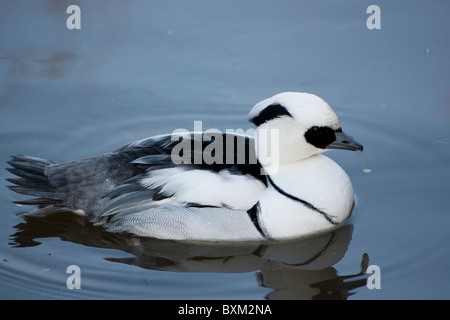 Male Smew Duck at Slimbridge Gloucestershire UK Stock Photo