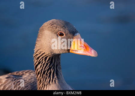 Greylag Goose at Slimbridge Gloucestershire UK Stock Photo