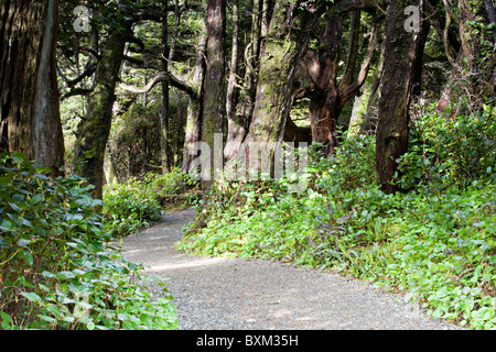 A walking trail through the woods on the Wild Pacific trail. Stock Photo