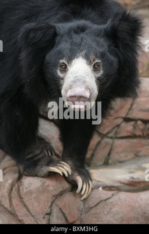 Indian sloth bear (Melursus ursinus ursinus), also known as the common sloth bear at Moscow Zoo, Russia. Stock Photo