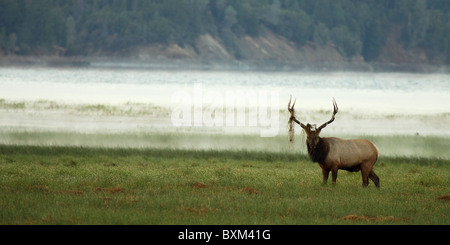 A Tule Elk along a lake on a misty morning. Stock Photo