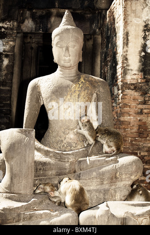 Crab-Eating Macaques (Macaca fascicularis) monkeys spotted around the ancient temple Phra Prang Sam Yot Stock Photo