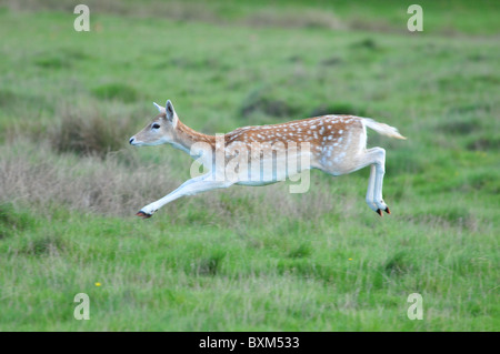 Fallow Deer running Stock Photo