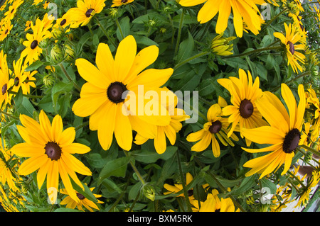 Montreal, Canada. Black-eyed susan (Rudbeckia hirta) flowers.. Stock Photo