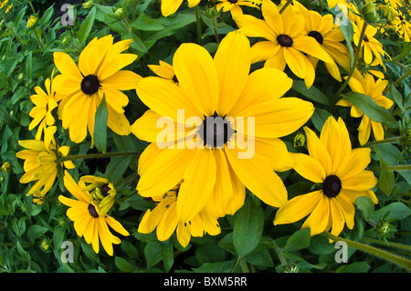 Montreal, Canada. Black-eyed susan (Rudbeckia hirta) flowers.. Stock Photo