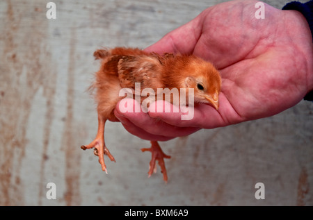 This baby chick is a Rhode Island Red, being held up close in a man's hand carefully. Stock Photo