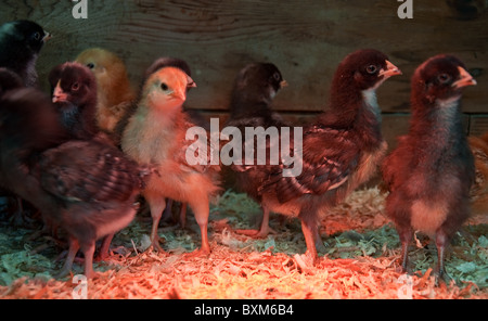 This small flock of baby chicks are under a heat lamp in their little nesting area. Rhode Island red and Barred Rock breed. Stock Photo