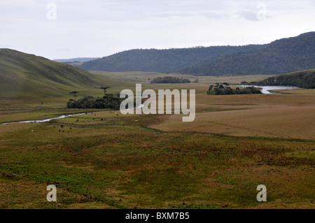 Pocket of vegetation near stream in valley, Santa Catarina, Brazil Stock Photo