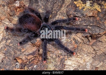 Pinktoe tarantula, Avicularia avicularia Stock Photo
