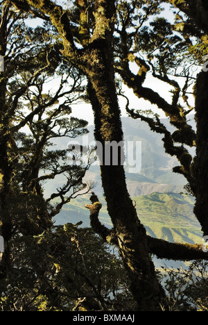 Virgin forest on top of Mt Hikurangi,East Cape,New Zealand Stock Photo